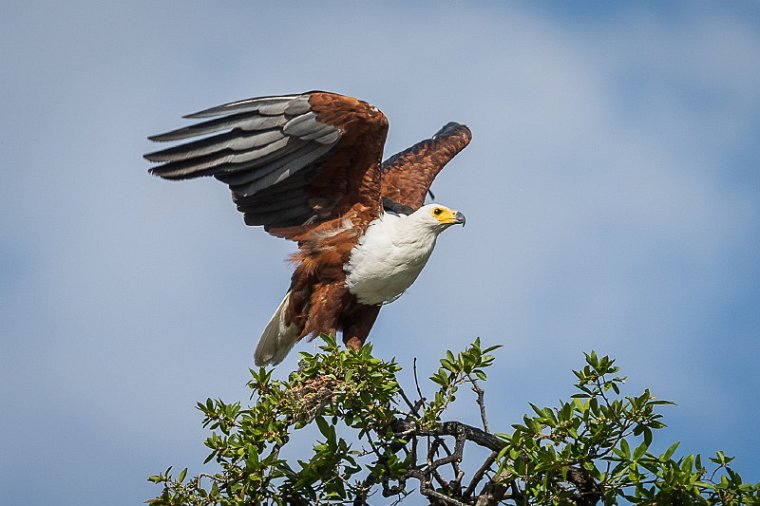 017 Botswana, Chobe NP, afrikaanse visarend.jpg